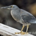 heron_lava_blue_great_san_h_0082_ecu2279.jpg